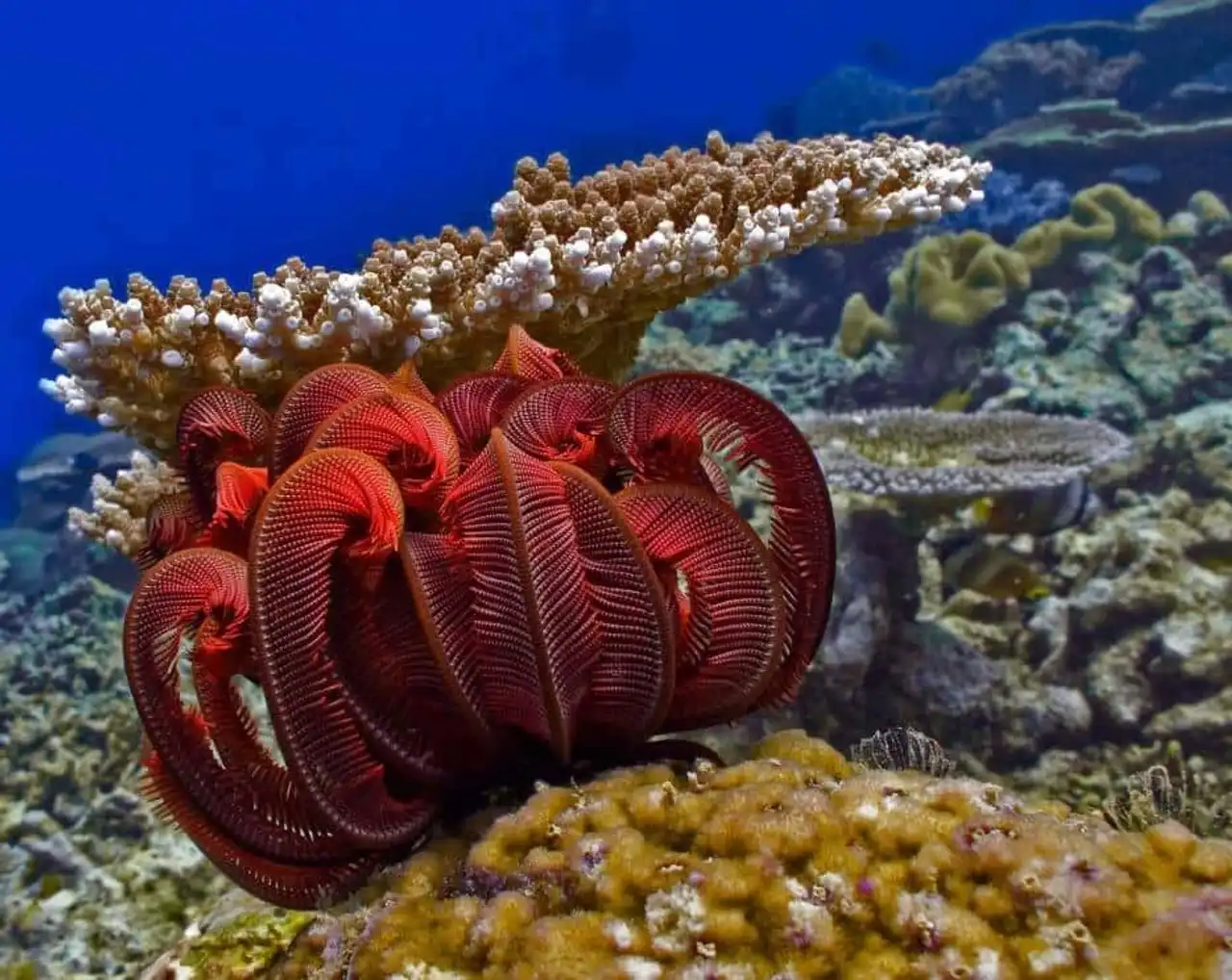 Endangered coral reef photo