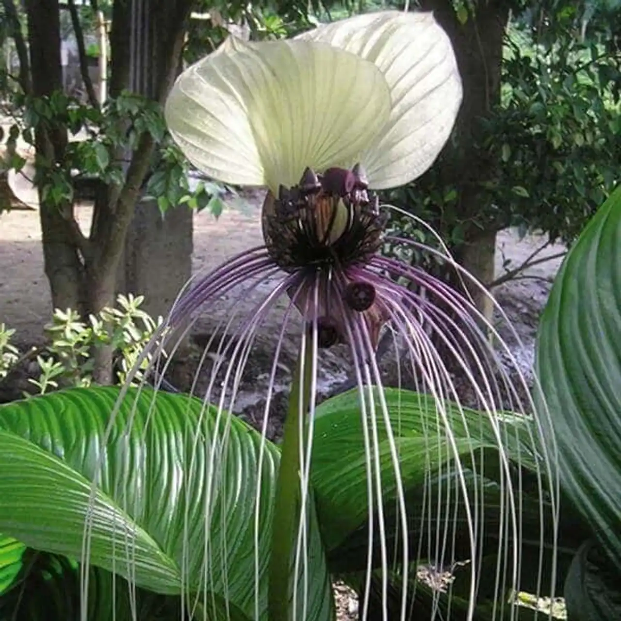 Fascinating plants Tacca chantrieri