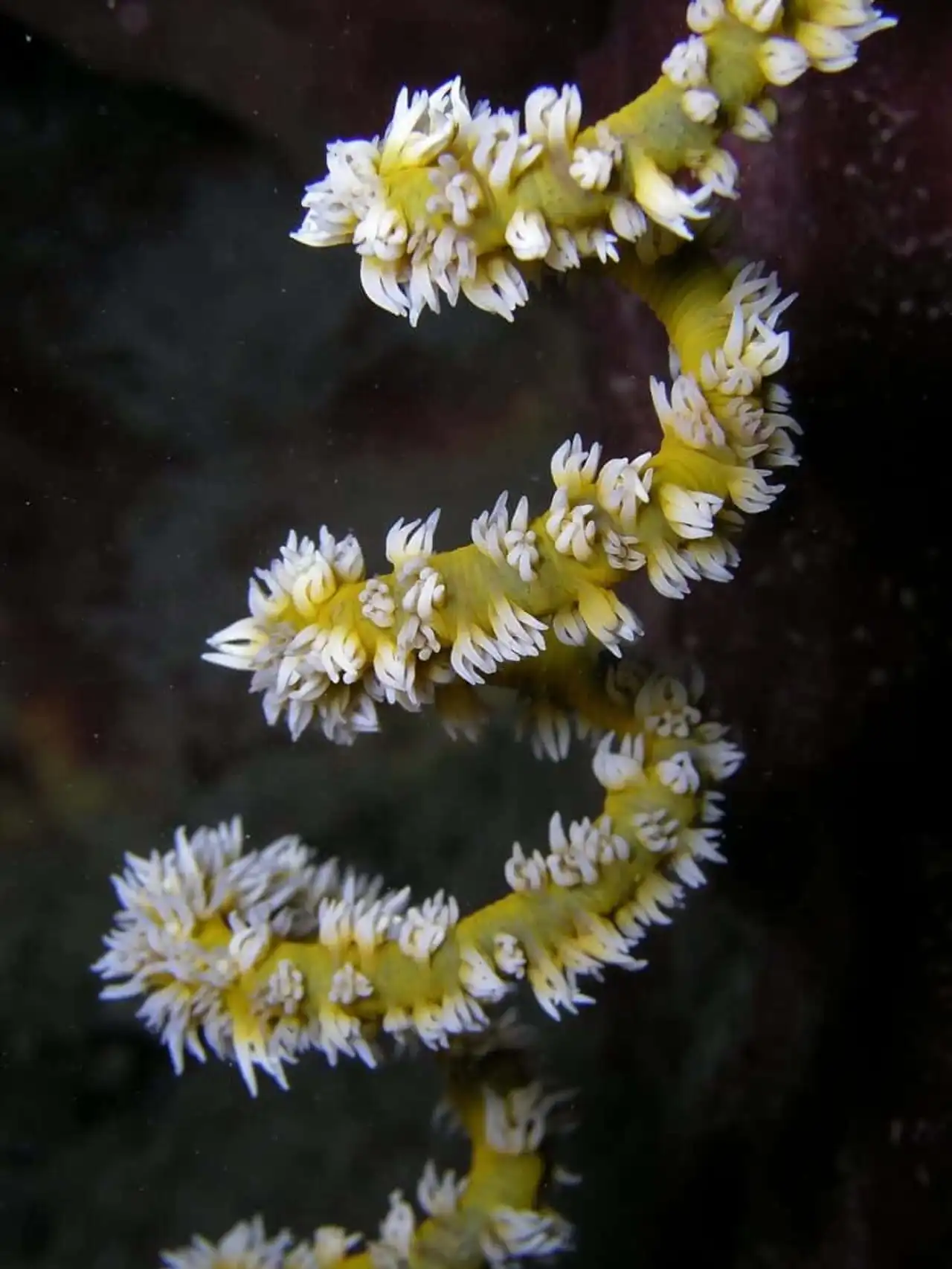 Endangered coral reef photo