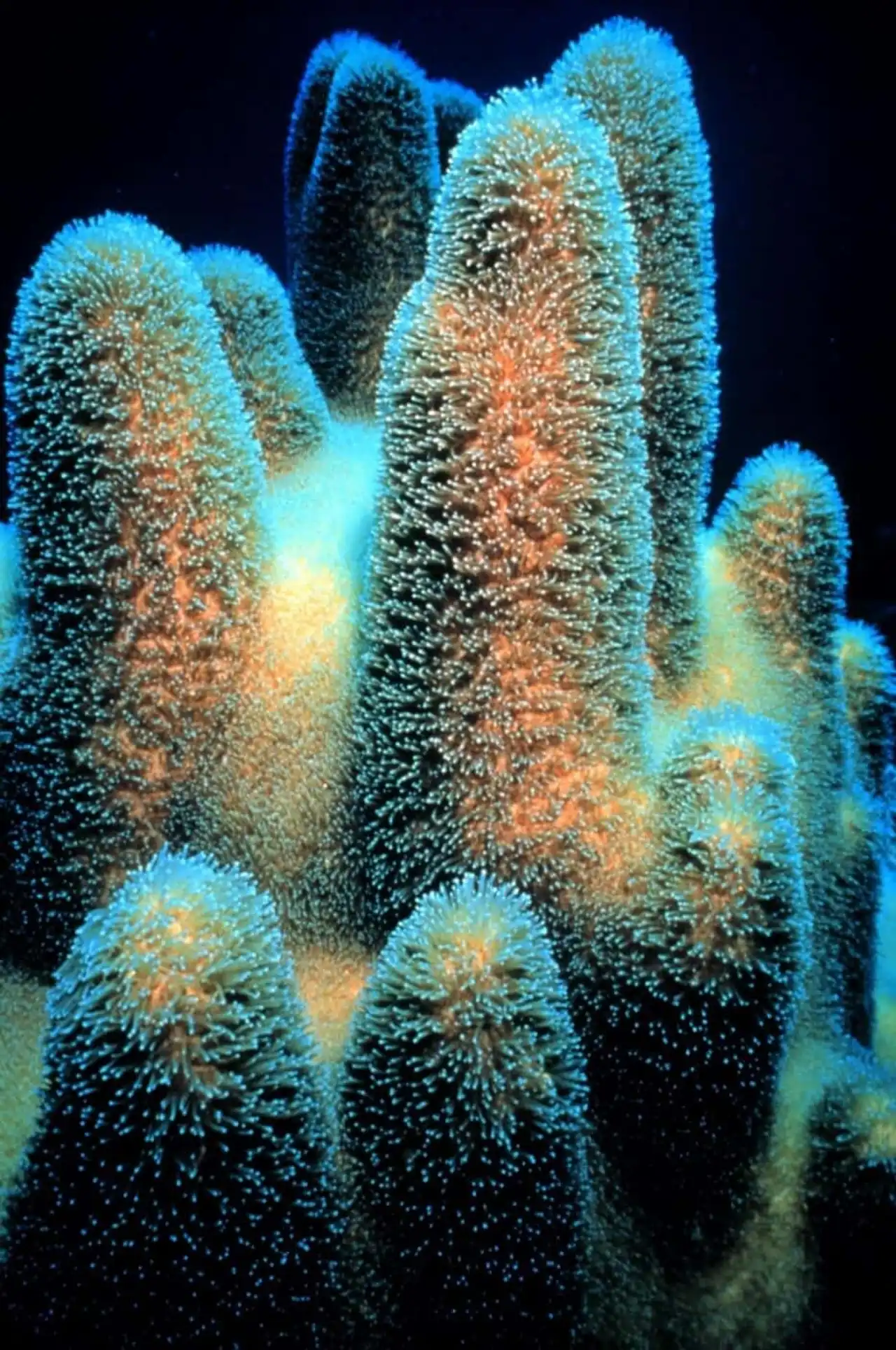 Endangered coral reef photo