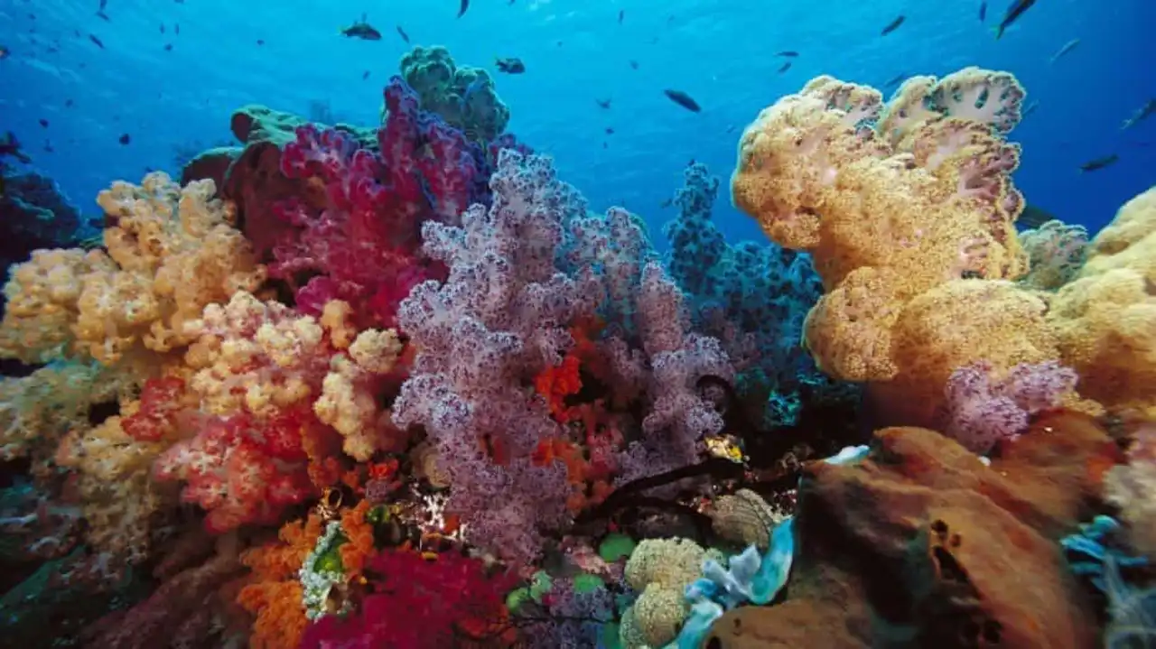 Endangered coral reef photo