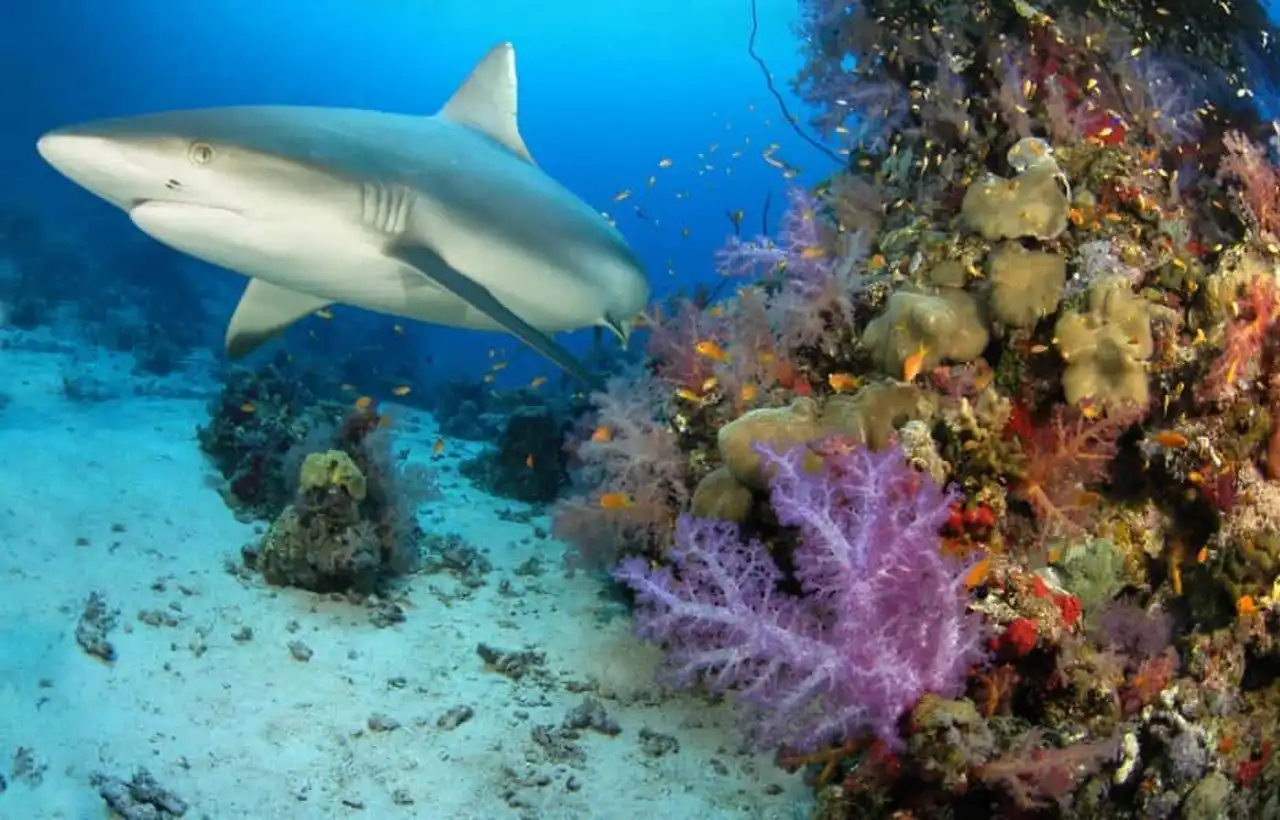 Endangered coral reef photo