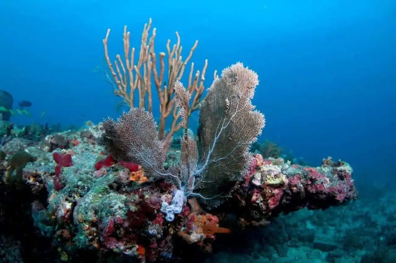 Endangered coral reef photo