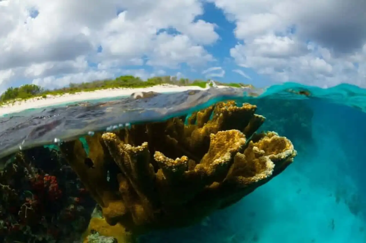 Endangered coral reef photo