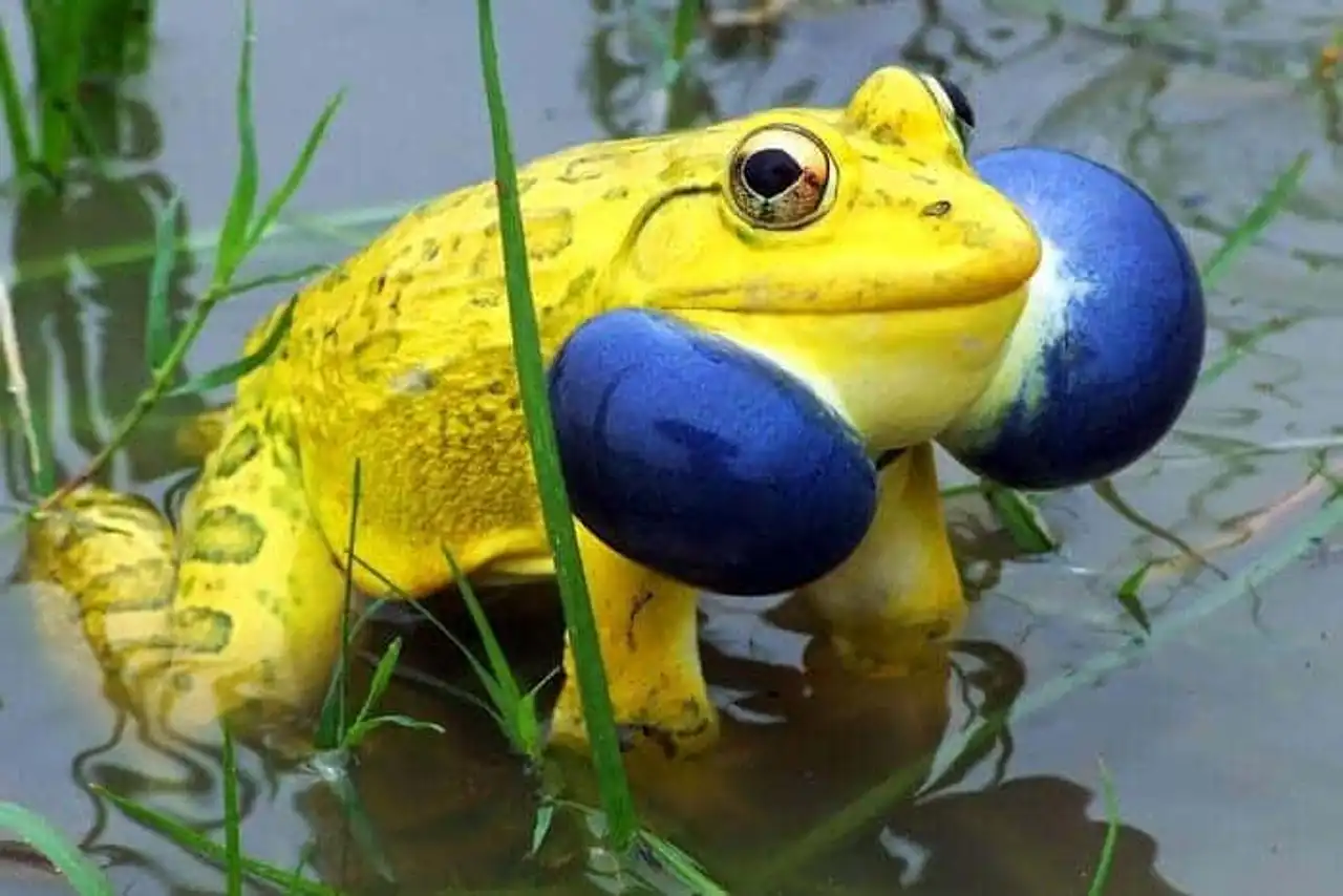 True unusual and strange colors of animals