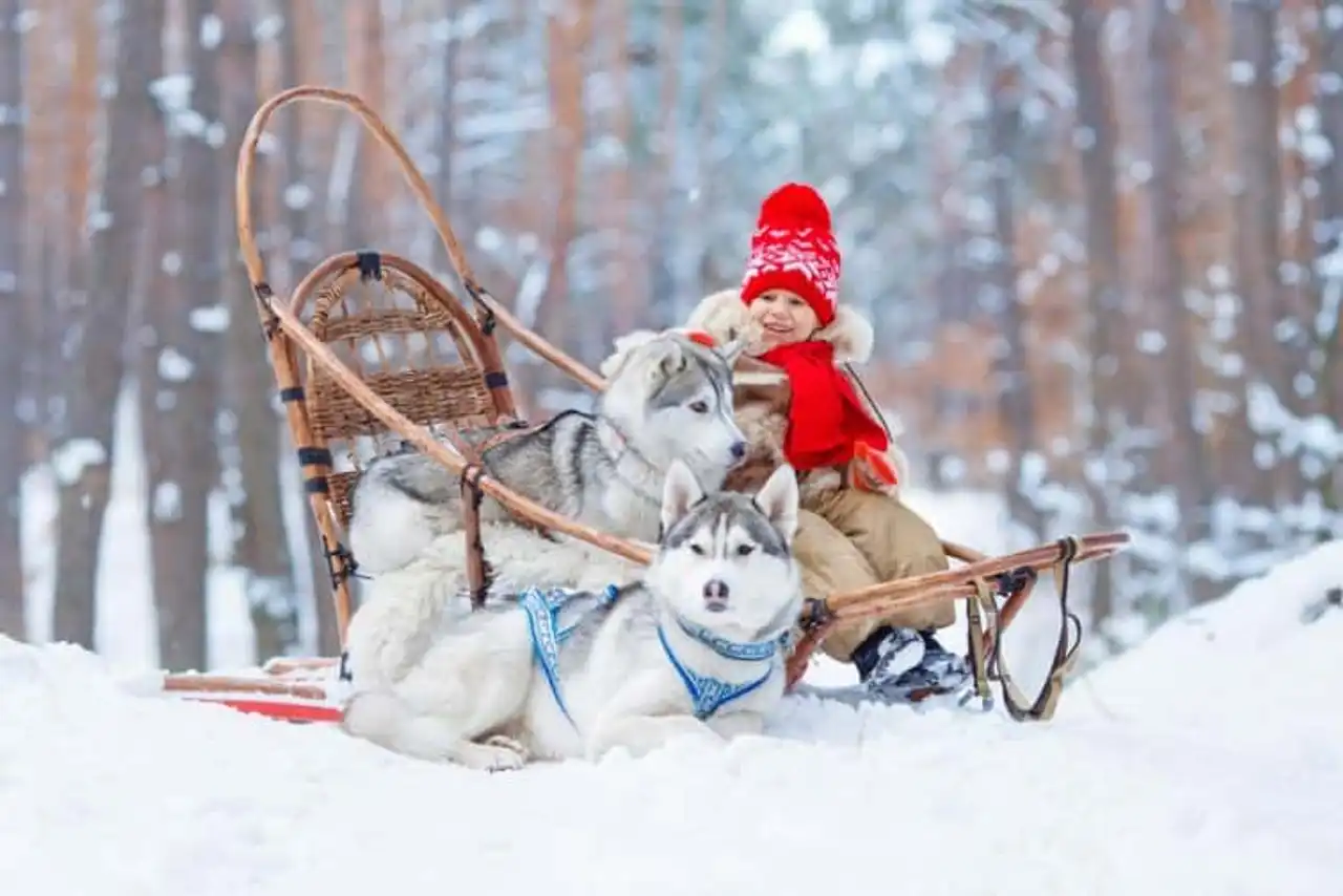 Sled dog