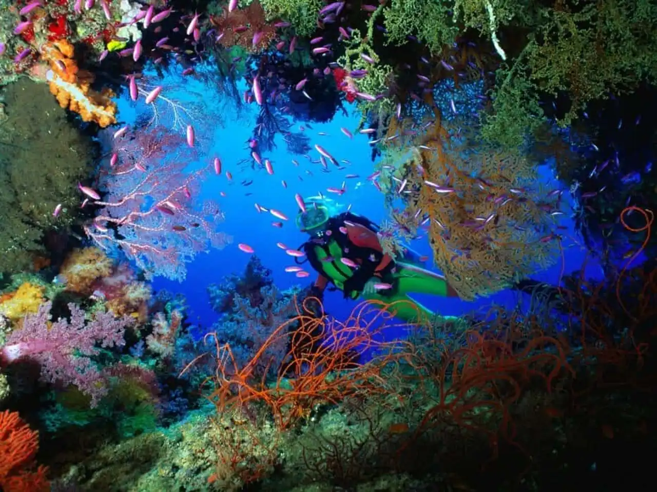Endangered coral reef photo