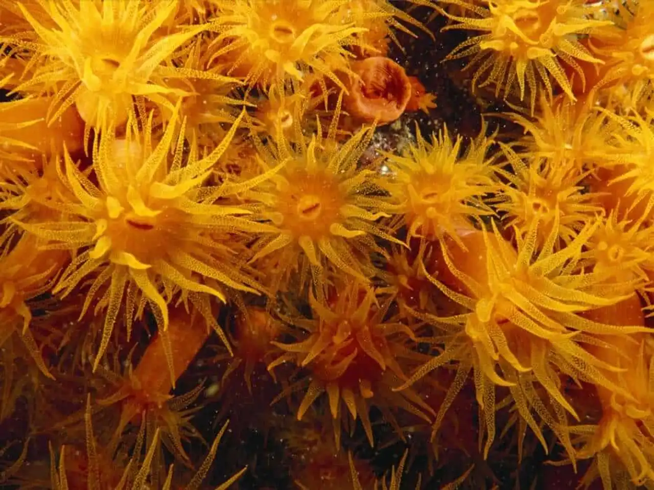 Endangered coral reef photo