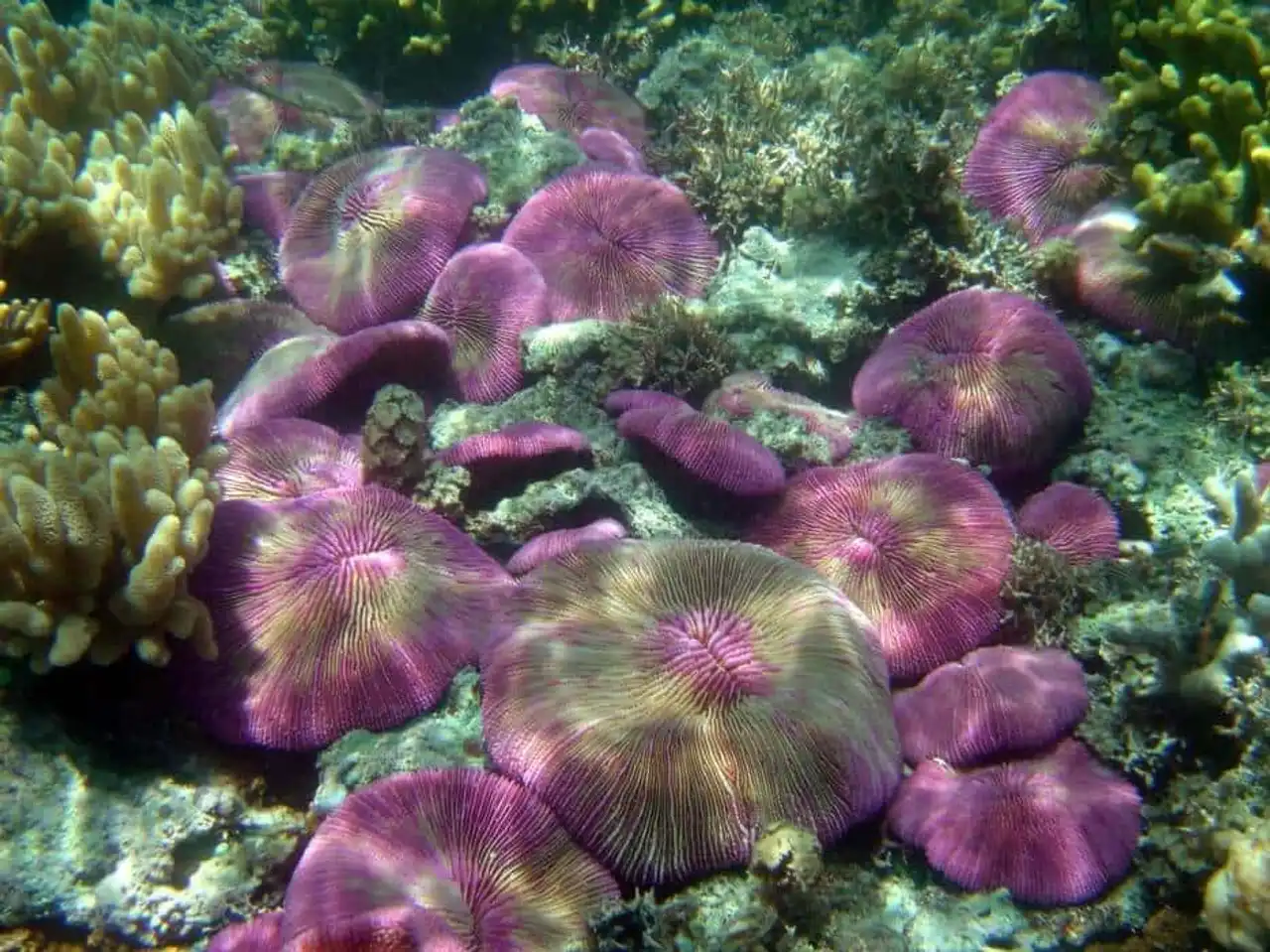 Endangered coral reef photo