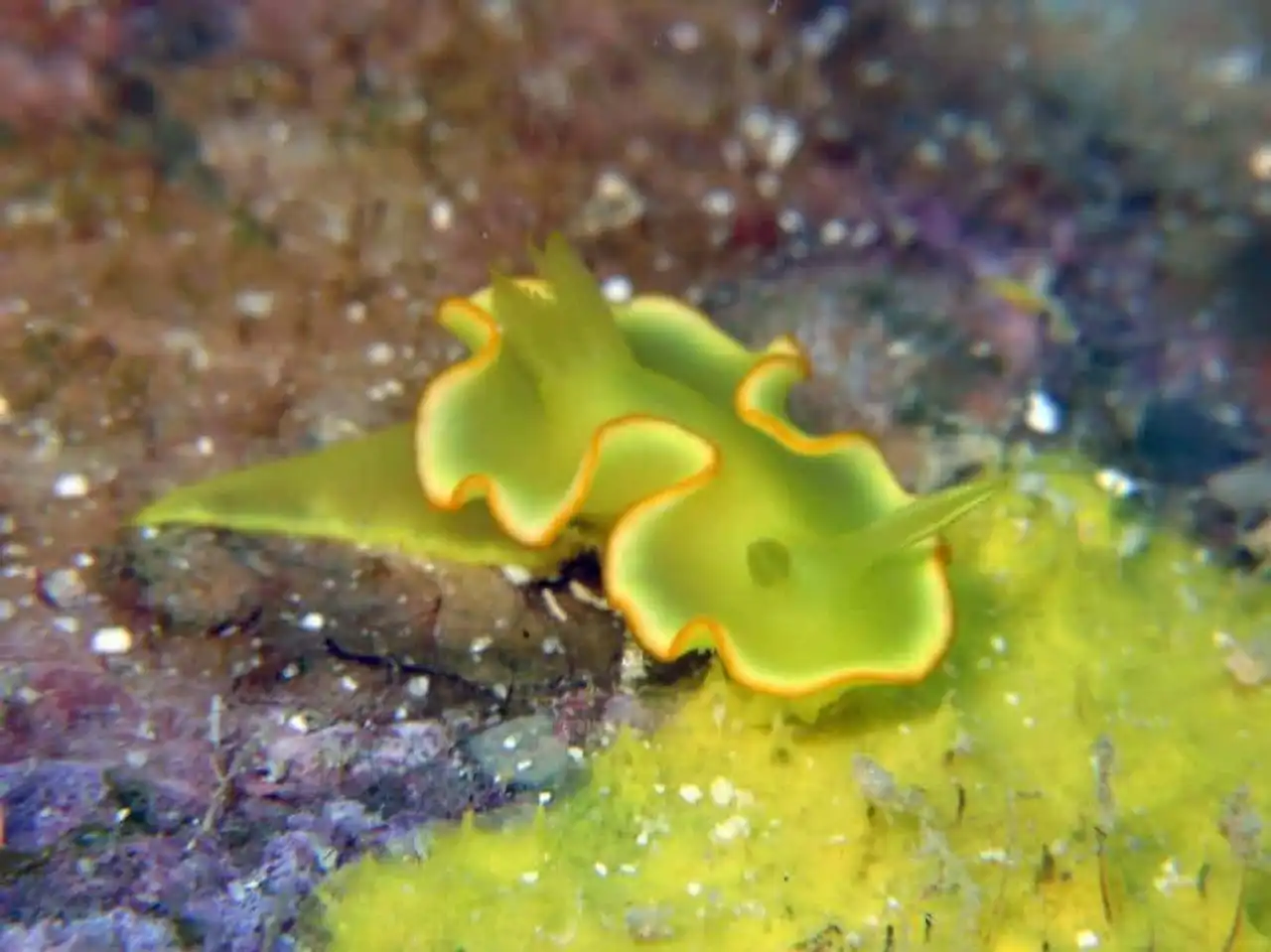 Endangered coral reef photo