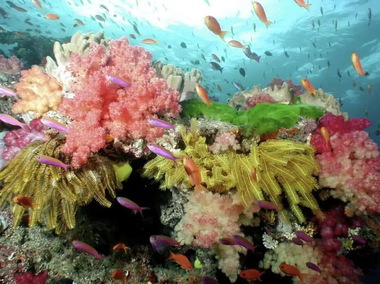 Endangered coral reef photo