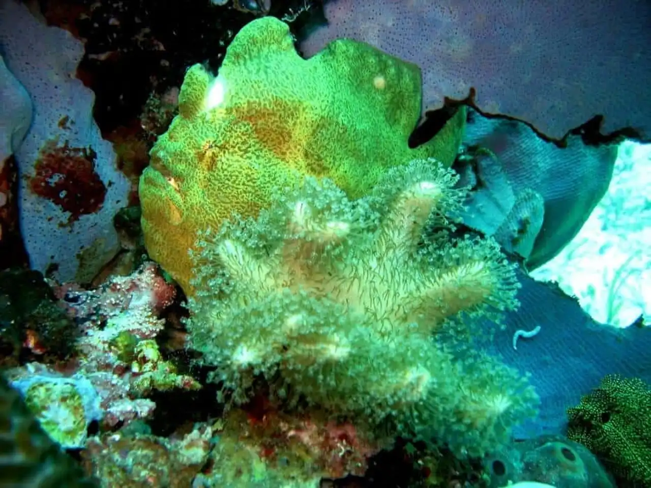 Endangered coral reef photo