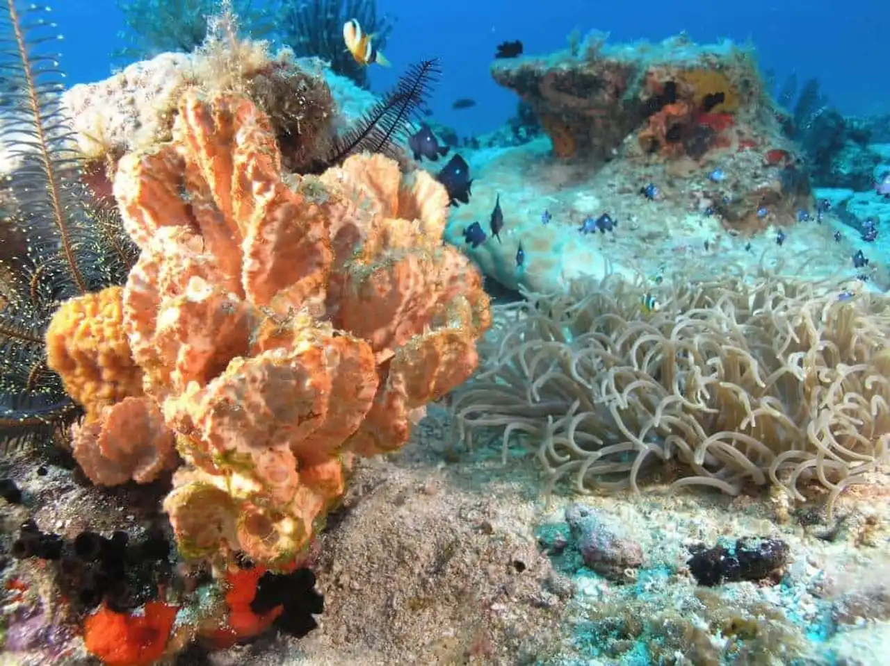 Endangered coral reef photo