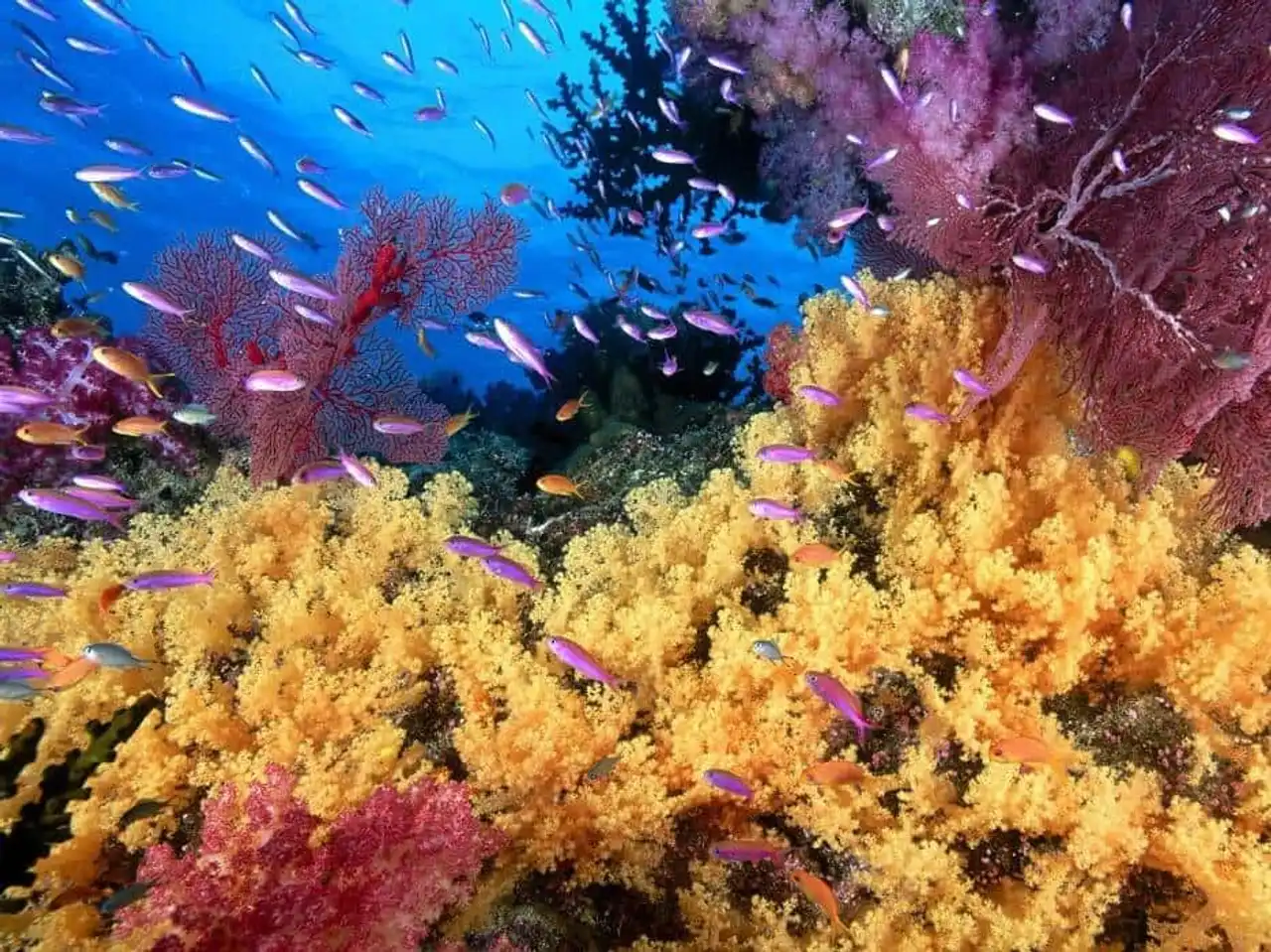 Endangered coral reef photo