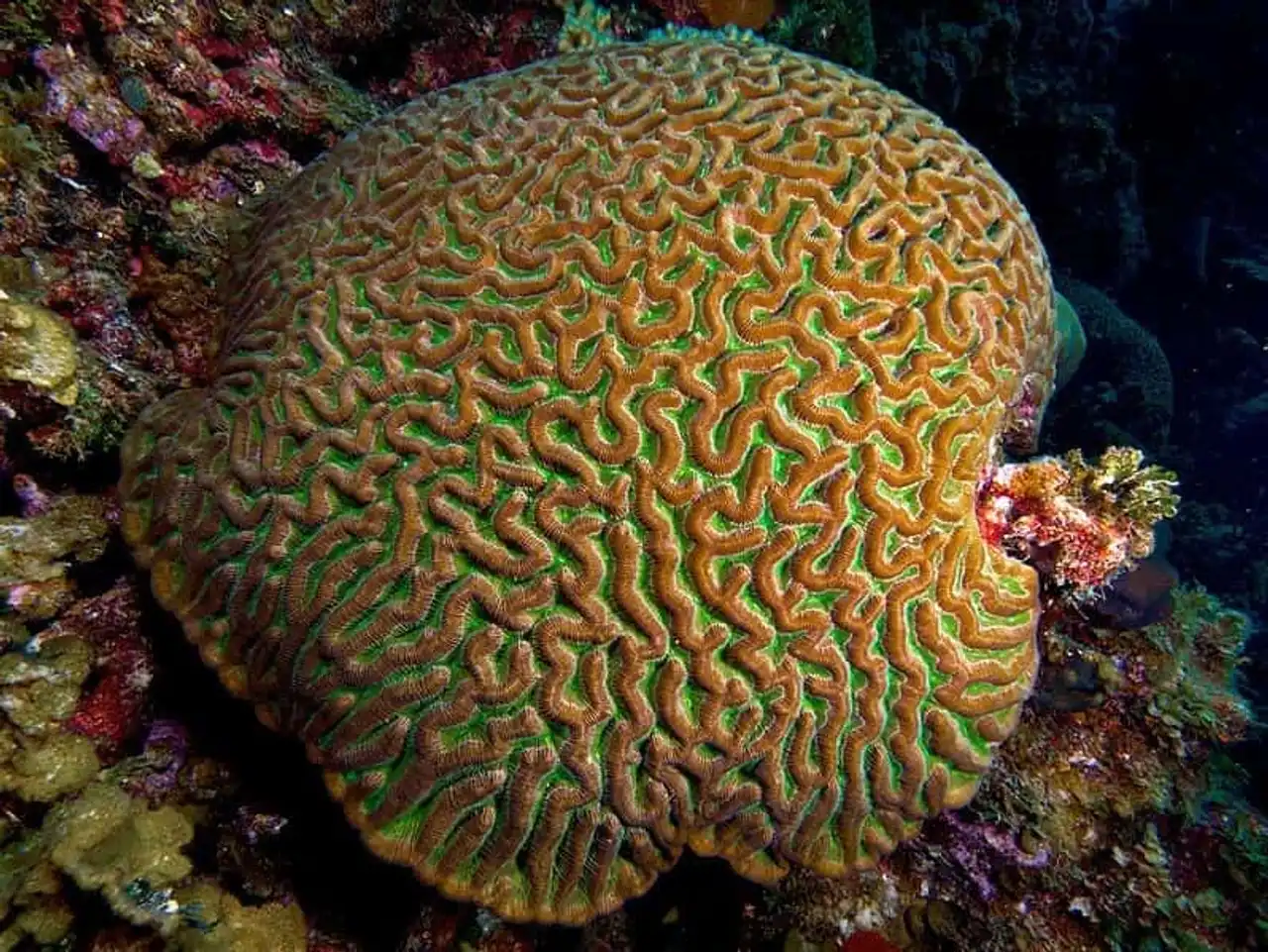 Endangered coral reef photo