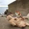 Tashirojima Island in Japan, or Cat Island!